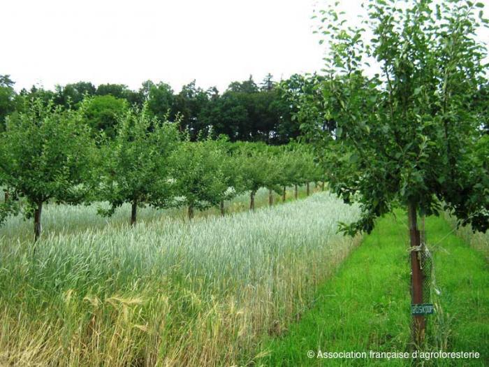 agroforesterie